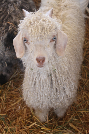 Curly Goat