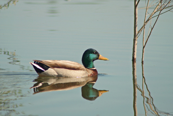 Duck Mirror